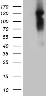 Monoclonal Mouse anti-Human NCOA7 Antibody (clone OTI1E12, WB)