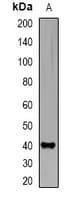 ADH4 Antibody