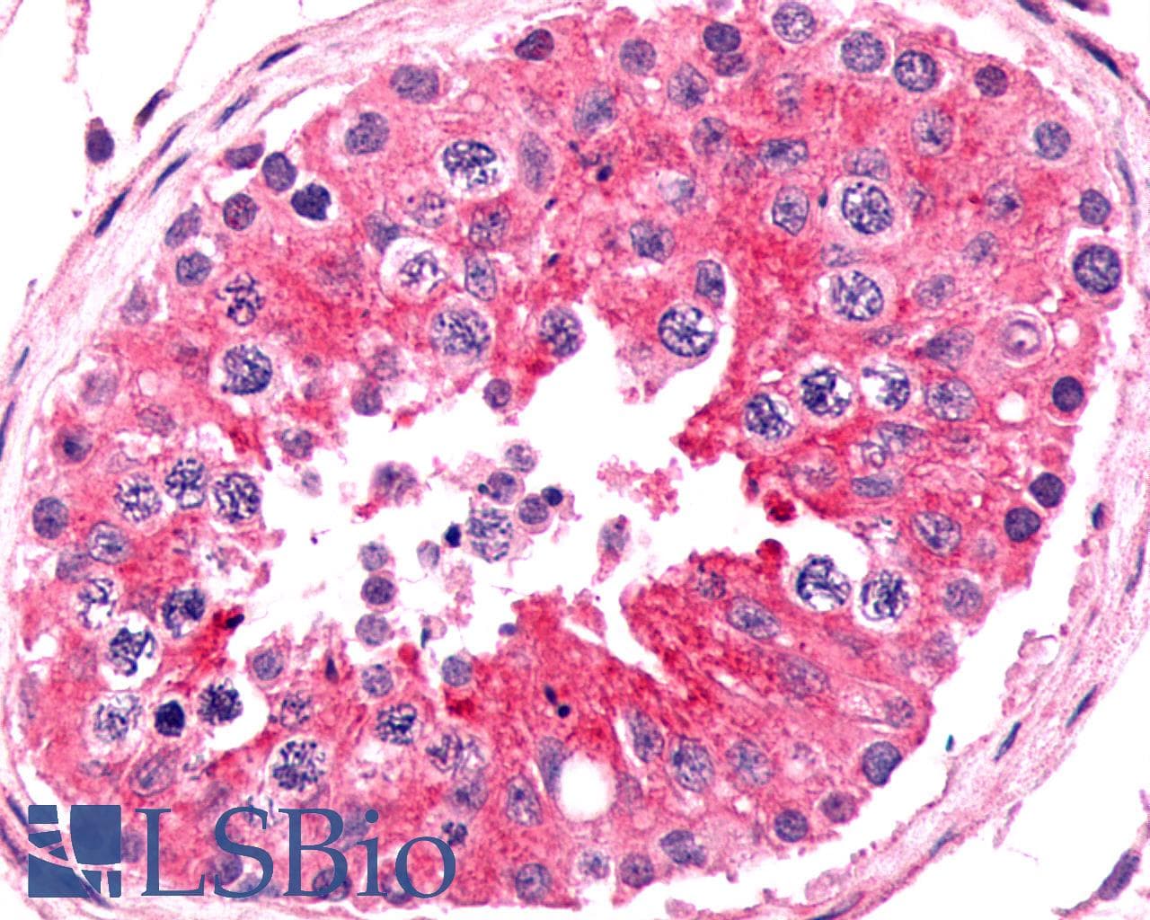 PathPlus™ FZD9 / Frizzled 9 Antibody (N-Terminus)