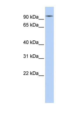 HSP90AA1 / Hsp90 Alpha A1 Antibody (aa108-157)
