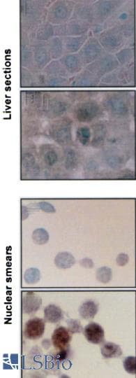 HSPA8 / HSC70 Antibody (clone BB70, APC)