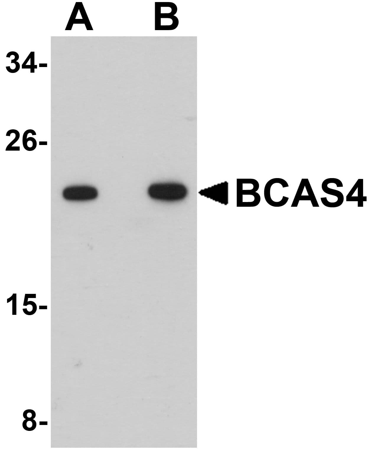 IHC-plus™ BCAS4 Antibody