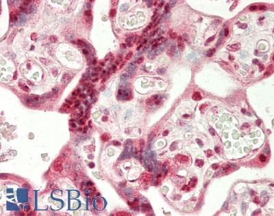 Polyclonal Rabbit anti-Human IDO2 / INDOL1 Antibody (C-Terminus, IHC, WB)