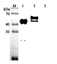 SERPINA12 / Vaspin Antibody