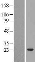 HPCAL1 / Hippocalcin-Like 1 Protein (Over-Expression Lysate Myc-DDK (Flag))