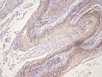 HOOK2 Antibody
