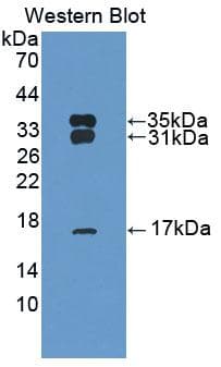 PRDX6 / Peroxiredoxin 6 Antibody (aa1-224, APC)