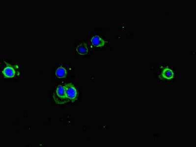 Polyclonal Rabbit anti-Human EEF1A1 Antibody (IHC, IF)