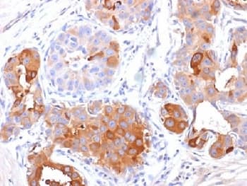 PIP / GCDFP-15 Antibody (clone PIP/1571, Azide-free, BSA-free)