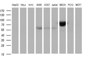 ICAM3 / CD50 Antibody (clone OTI1E7, Carrier-free)
