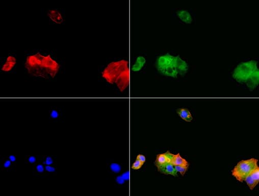 ALDH1L1 Antibody (clone UMAB44, Carrier-free)