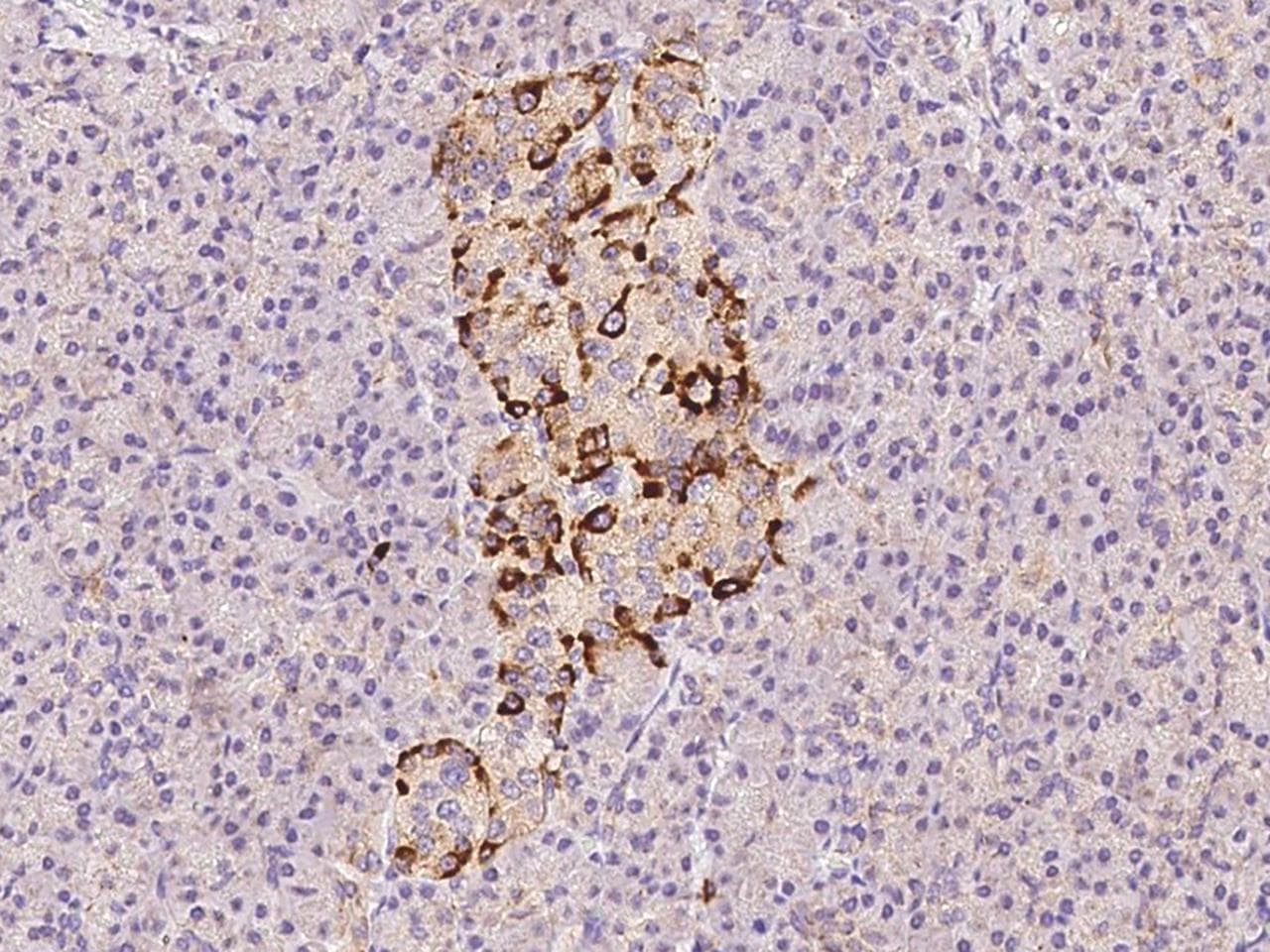 Polyclonal Rabbit anti-Human SCG2 / Secretogranin II Antibody (Preservative Free, IHC)