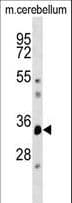 DUSP12 Antibody (aa162-191)
