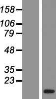 ACRV1/Intra-Acrosomal Protein (Over-Expression Lysate Myc-DDK (Flag))