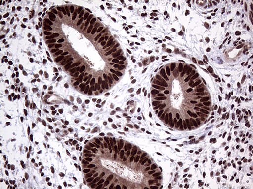 PPP4C Antibody (clone OTI2E4)