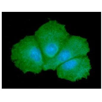 GALE / UDP-Glucose 4-Epimerase Antibody (clone AT6G10)