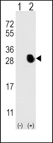 Osteocalcin Antibody (aa2-32)
