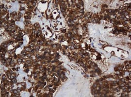 SCFD1 / SLY1 Antibody (clone OTI1F4, Carrier-free)