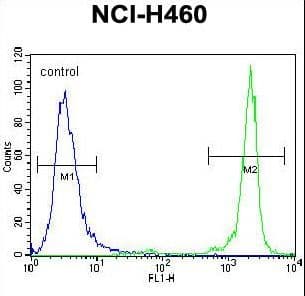 IHC-plus™ GDF15 Antibody (aa51-79)
