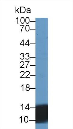 UCN2 / SRP Antibody (aa20-112, PE)