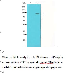 PIK3R1 / p85 Alpha Antibody