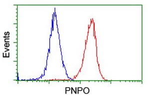 Monoclonal Mouse anti-Human PNPO Antibody (clone OTI1G9, IHC, WB)