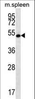 RNF8 Antibody (aa335-364)