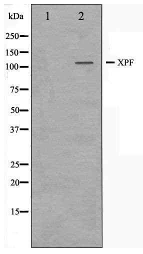 ERCC4 / XPF Antibody