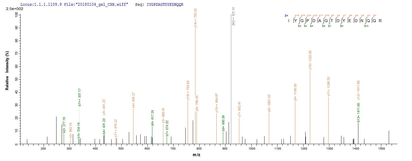 Wheat WAXY Protein (Recombinant 10His, N-terminus + Myc, C-terminus)
