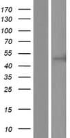CC2D2B Protein (Over-Expression Lysate Myc-DDK (Flag))