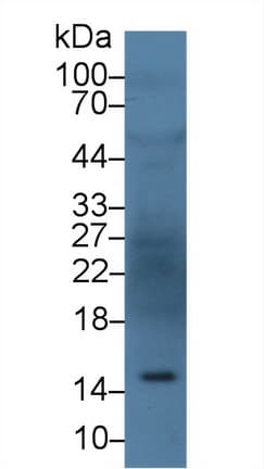 Angiogenin / ANG Antibody (aa25-147, Biotin)