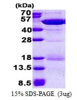 Human GRB4 / NCK2 Protein (Recombinant His)
