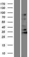 Human OR5J2 Protein (Over-Expression Lysate Myc-DDK (Flag))
