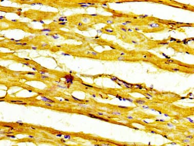 RNF19A / DORFIN Antibody