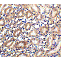 SLC22A17 Antibody