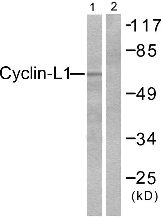 CCNL1 / Cyclin L1 Antibody