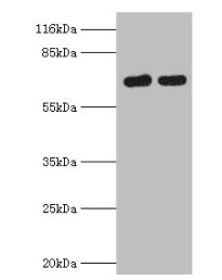 Polyclonal Rabbit anti-Human FLRT1 Antibody (IHC, WB)
