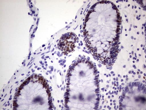 Monoclonal Mouse anti-Human MCM2 Antibody (clone OTI3C12, IHC, WB)