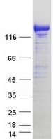 Human KIAA1468 Protein (Recombinant Myc-DDK (Flag))