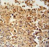 STAMBPL1 Antibody (aa135-163)