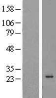 C16orf5 / I1 Protein (Over-Expression Lysate Myc-DDK (Flag))