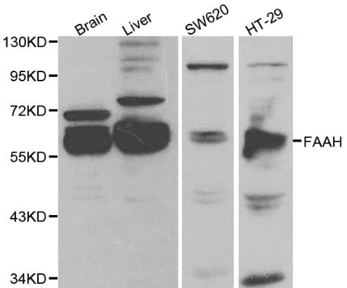 FAAH Antibody