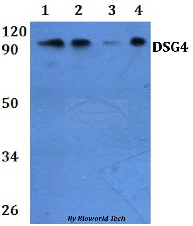 DSG4 / Desmoglein 4 Antibody