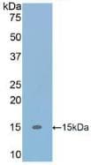 TGFB1 / TGF Beta 1 Antibody (aa279-390)