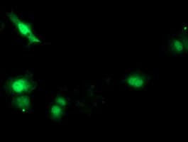 SOCS3 Antibody (clone OTI5D4)