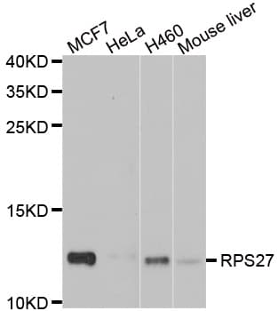 RPS27 / Ribosomal Protein S27 Antibody
