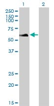 IHC-plus™ RAD18 Antibody (clone 3H7)