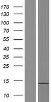 ATXN7L3B Protein (Over-Expression Lysate Myc-DDK (Flag))