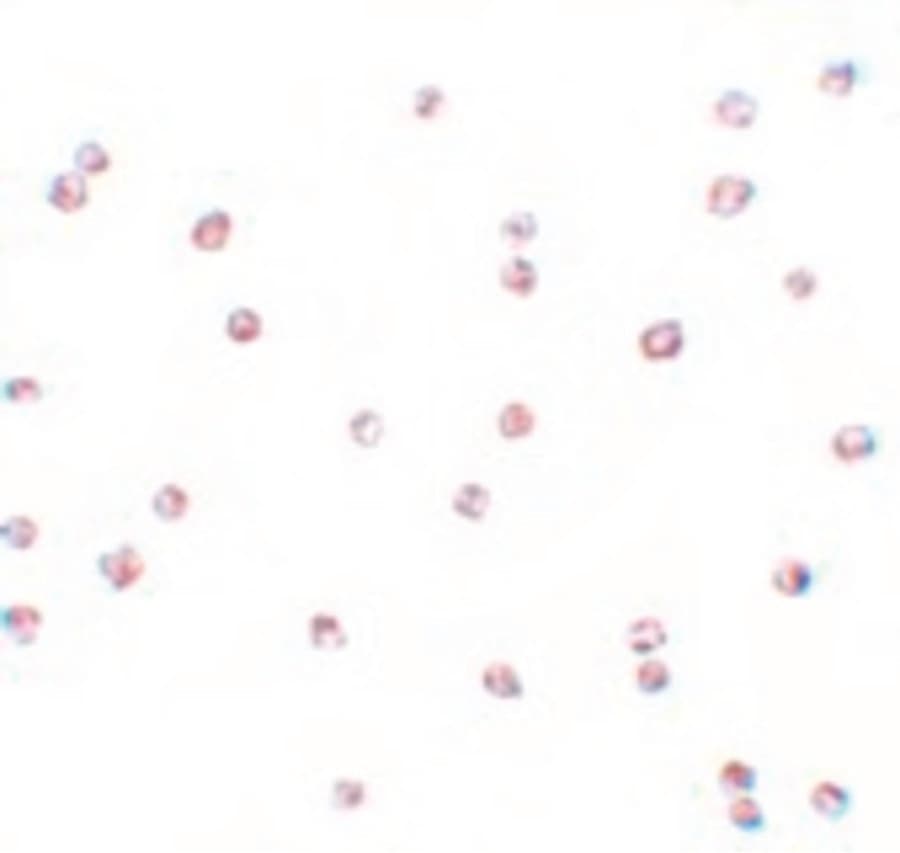 IHC-plus™ Polyclonal Rabbit anti-Human FOXO3 / FOXO3A Antibody (IHC, IF, WB)