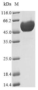 Dog PNLIPRP1 Protein (Recombinant 6His, N-terminus)